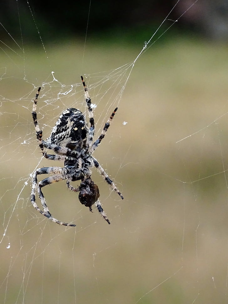 laba-laba, serangga, Cobweb, jaring laba-laba, arakhnida air, alam, hewan