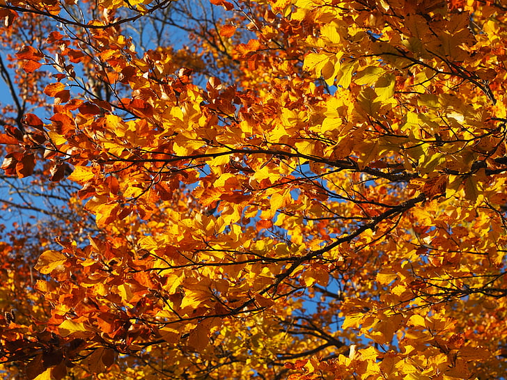 支店, 葉, ブナ, 秋の紅葉, ゴールデン, 秋の色, カラフルです