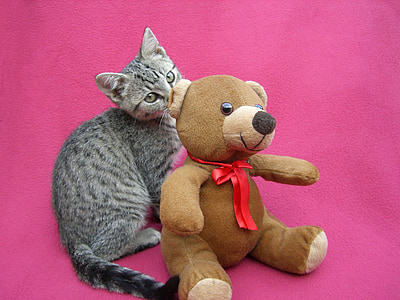 kitten, playing, teddy bear, feline, young, cat, domestic