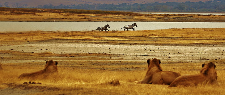zebras, leões, Serengeti, Tanzânia, África, safári, animal