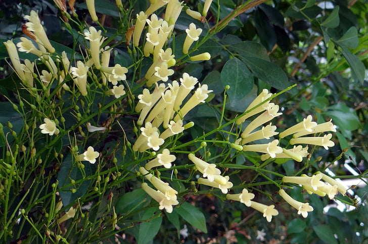 planta petardo, planta de coral, flor, cremosa, mimos equisetiformis, Scrophulariaceae, Karnataka