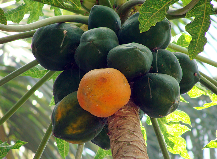 Papaya, Dharwad, Karnataka, India, ovocie, šťavnaté, jedlo