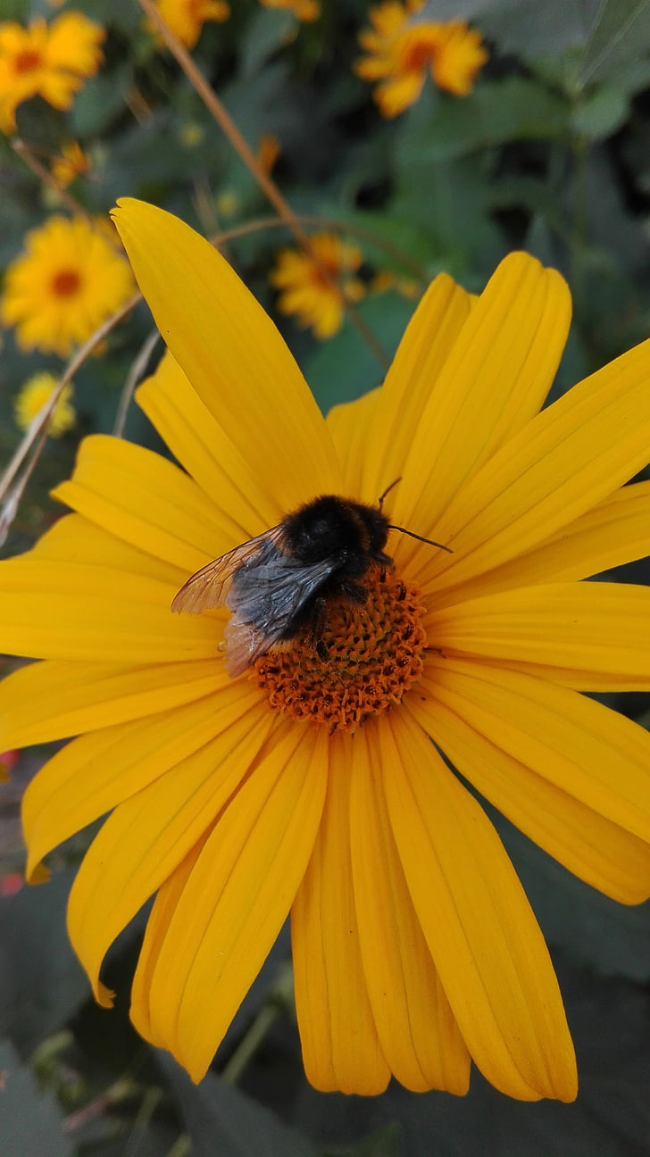Bumblebee, kukat, Luonto, hyönteinen