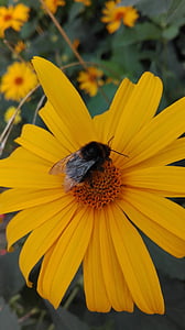 大黄蜂, 花, 自然, 昆虫