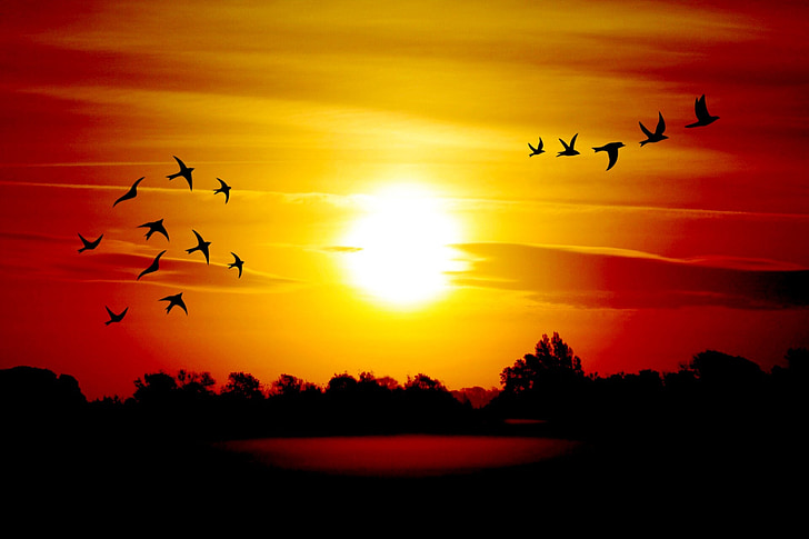 日の出, 鳥, morgenstimmung, 空, 風景, 大気, 太陽