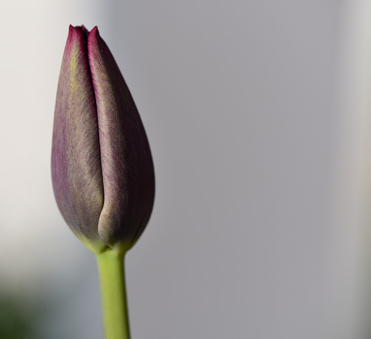 Tulip, Hoa, Blossom, nở hoa, đóng cửa, màu tím, đóng cửa Hoa