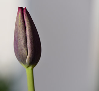 tulip, flower, blossom, bloom, closed, purple, closed flower