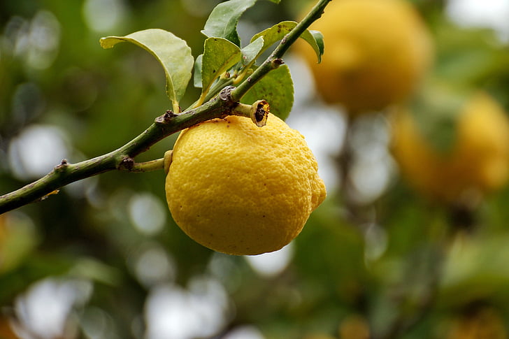 Citrus, limon, dzeltena, citrusaugļu, augu, augļi, atstāj