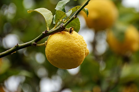 citrusa, Limona, žuta, agrumi, biljka, voće, lišće