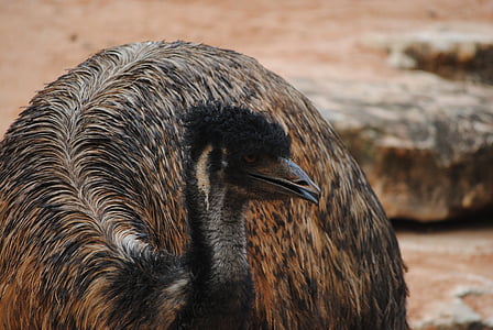 EMU, hnedá, vták, zviera, zobák, Príroda, pierko