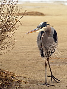 animal, animal photography, bird, Blue heron, shore bird, nature, heron
