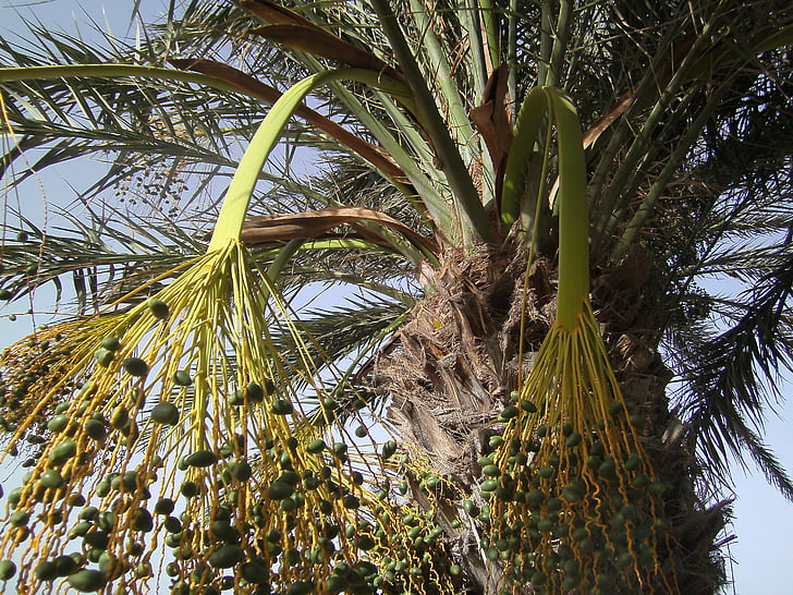 Palm, ferie, himmelen, frond, datoer, daddelpalme, Tunisia