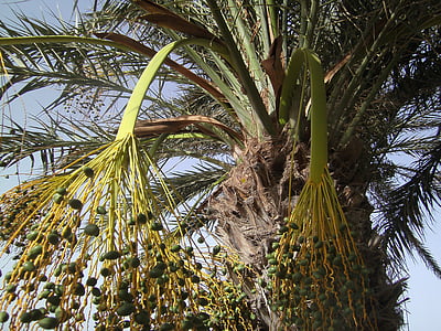 palmy, wakacje, niebo, liść paproci lub palmy, daty, Data palm, Tunezja