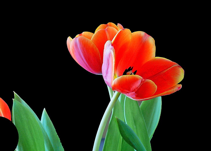 Tulipa, flor, flor, primavera, flor, planta, primer bloomer