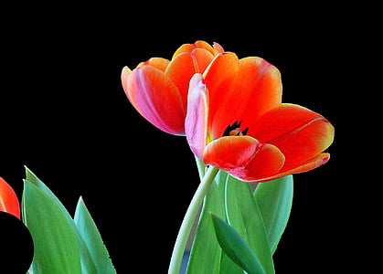 Tulip, flor, floración, primavera, flor, planta, bloomer de principios