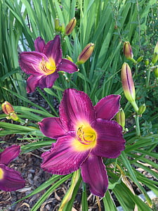 dag lily, Hemerocallis, bloem, plant, Tuin, lente, zomer