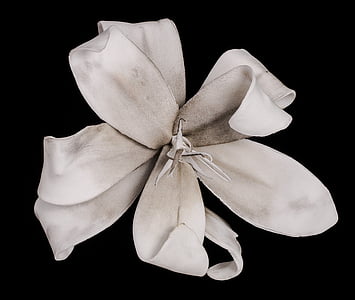 Lily, putih, Blossom, mekar