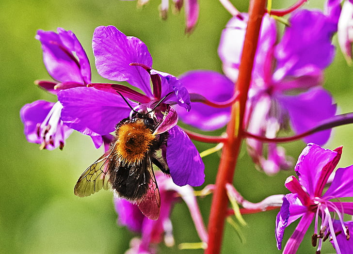 včela v květu, léto, závod, hmyz, včela, Příroda, květ