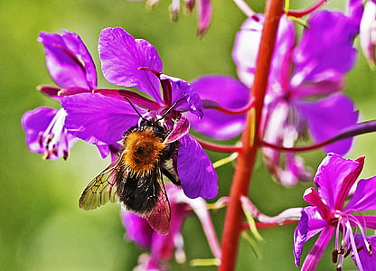пчелы в цвету, Лето, завод, насекомое, Пчела, Природа, цветок