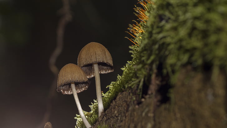 houby, mech, houba, Příroda, Les, podzim, zaměření zásobníku