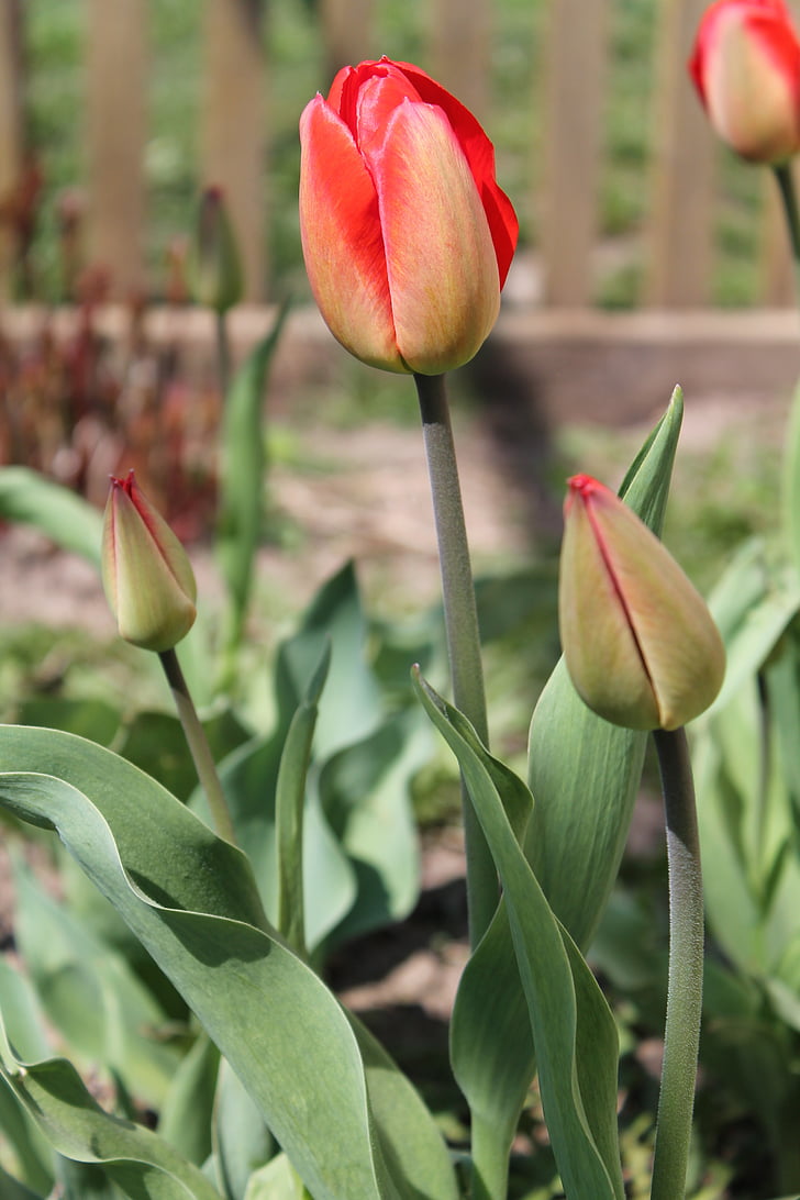 tulipes, fleurs, printemps, grassement, fleur, nature, Bloom