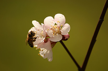 abeille, fleur, fleurs, cerise, été, jardin, printemps