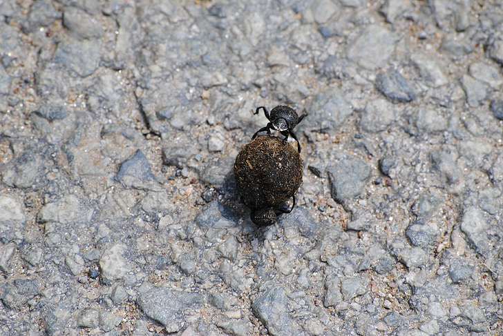 dung, beetle, nature, animal, bug, wildlife, black