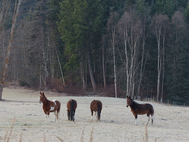 caballo cuarto de milla, animal, mamíferos, animal de granja, principios de invierno, helada temprana, naturaleza