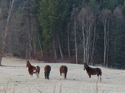 kvartal hest, dyr, pattedyr, landbrugsdyr, tidlig vinter, tidlig frost, natur