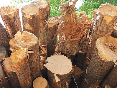 madeira, madeira serrada, madeira, woodpile, árvore, log de, corte