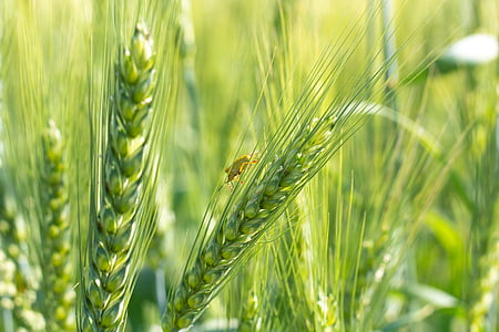 ライ麦, 小麦, 穀物, 寄生虫, グリーン, ファーム, 収穫