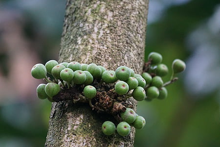 árvore da borracha, folha de tília, Fig., floresta tropical, ficus tiliiolia, planta