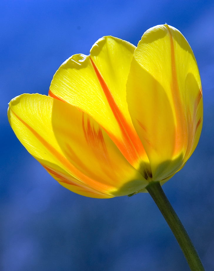 Tulip, kollane, kevadel, lilled