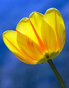 Tulipa, amarelo, Primavera, flores