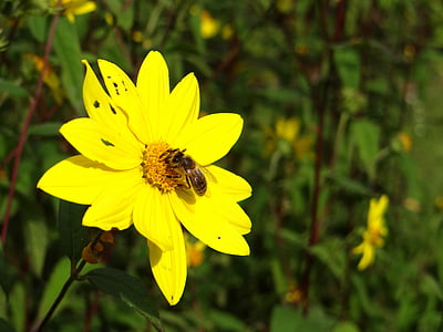 pčela, kukac, cvijet, cvatu, žuta, pelud, priroda
