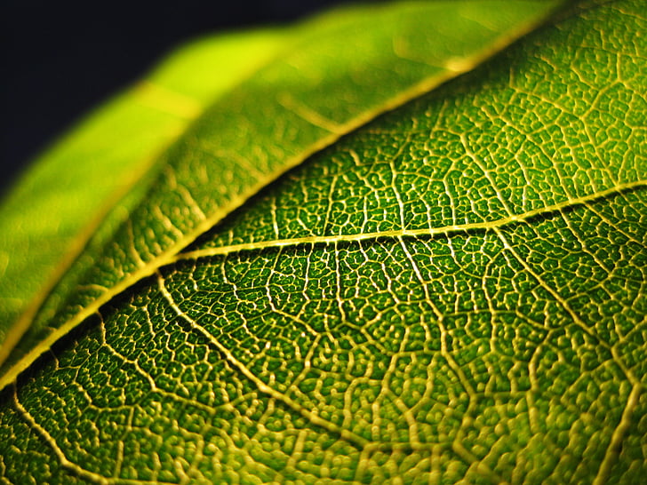 leaf, green, structure, incidence of light, light, illuminated, sunflower leaf