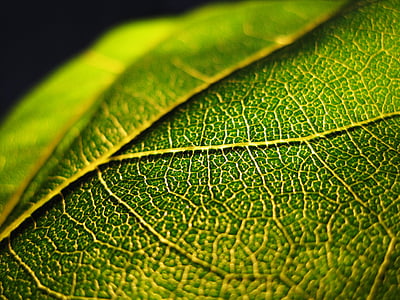 Leaf, zaļa, struktūra, saslimstība ar gaismas, gaisma, izgaismotas, saulgriežu leaf