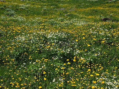 flower meadow, alphabet, flowers, bloom, yellow, white, buttercup