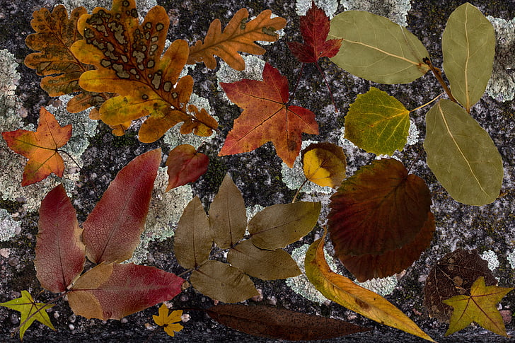 葉, 真の葉, カラフルです, 乾燥, 秋の葉, バック グラウンド, 構造