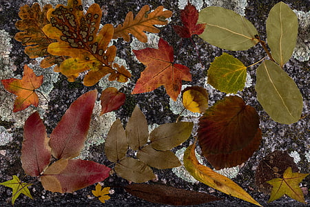 leaves, true leaves, colorful, dry, fall leaves, background, structure