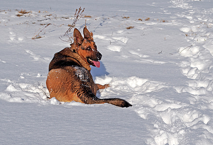 pies, Owczarek niemiecki, zimowe, zabawa, śnieg, łąka, Tarzana
