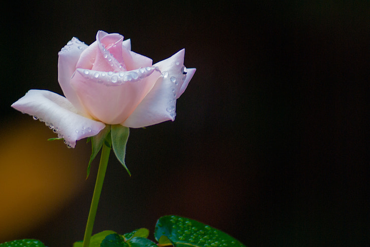 rose, pink, dew, petal, romantic, flower, blossom
