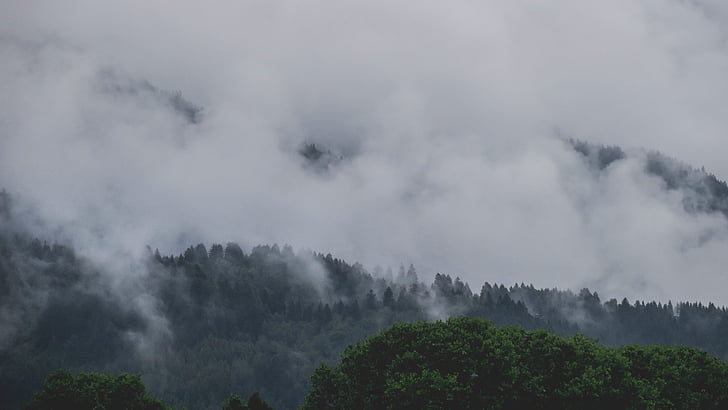 гори, дървета, мъгливо, ден, растителна, гора, мъгла