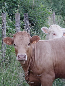 tehén, a mező, előtti, szarvasmarha, állat, mezőgazdaság, Farm