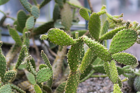 cactus, spikes, plant, green, nature, garden, botany