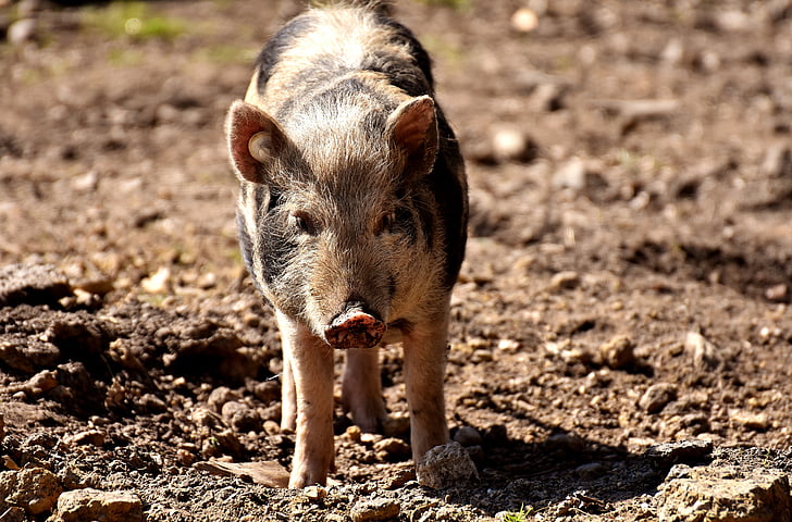 ミニ豚, 豚, 動物, ピグレット, 動物の世界, 汚い, 野生動物の写真