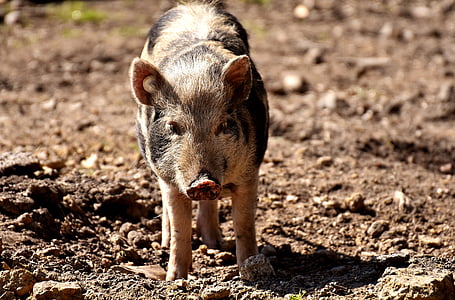 미니어처 돼지, 돼지, 동물, 돼지, 동물의 세계, 더러운, 야생 동물 사진