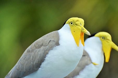 paukštis, egzotinių paukščių, geltonos spalvos galvutėmis paukštis, baltas ir pilkas paukštis, zoologijos sodas, gyvūnų, gyvūnai