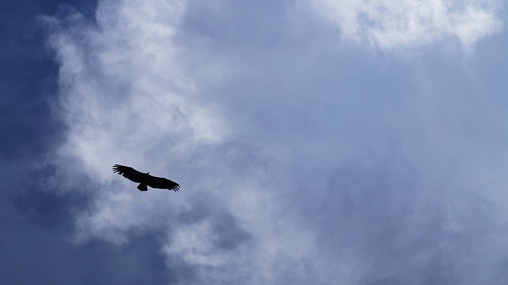 oiseau, Sky, nature, Dom, le vautour