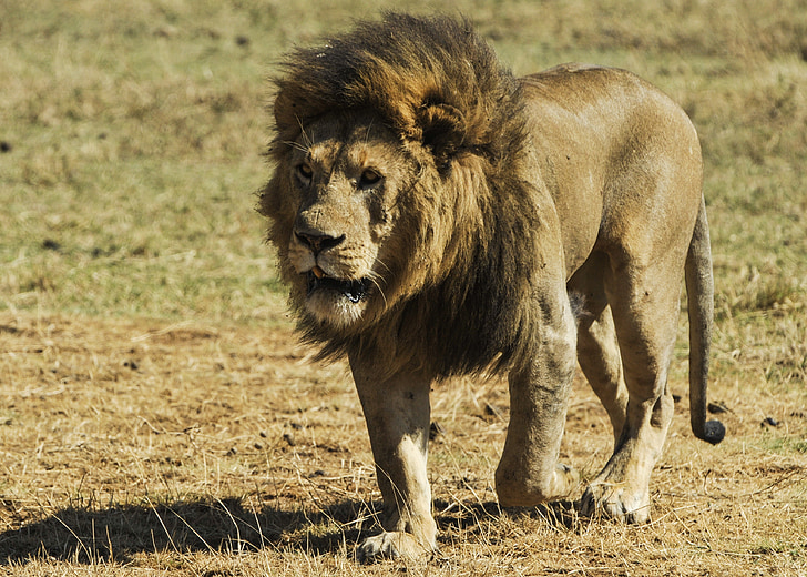 lion, wild, predator, big cat, mane, walking, male